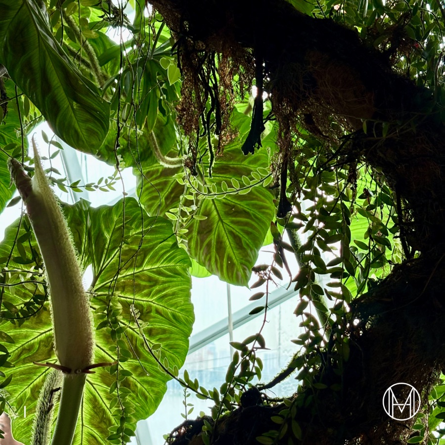 The Cloud Forest: Nature’s Beauty, Humanity’s Responsibility, slide 5